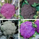 Italian Black Cauliflower Di Sicilia Violetto Vegetables 200 Seeds