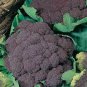 Italian Black Cauliflower Di Sicilia Violetto Vegetables 200 Seeds