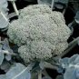 Italian Black Cauliflower Di Sicilia Violetto Vegetables 200 Seeds