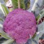 Italian Black Cauliflower Di Sicilia Violetto Vegetables 200 Seeds
