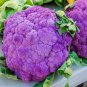 Italian Black Cauliflower Di Sicilia Violetto Vegetables 200 Seeds