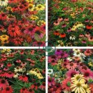 Rare 'Cheyenne Spirit' Mixed Echinacea Coneflower 200 Seeds