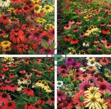 Rare 'Cheyenne Spirit' Mixed Echinacea Coneflower 200 Seeds
