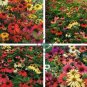 Rare 'Cheyenne Spirit' Mixed Echinacea Coneflower 200 Seeds