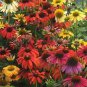 Rare 'Cheyenne Spirit' Mixed Echinacea Coneflower 200 Seeds