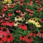 Rare 'Cheyenne Spirit' Mixed Echinacea Coneflower 200 Seeds