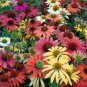 Rare 'Cheyenne Spirit' Mixed Echinacea Coneflower 200 Seeds