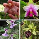 Rare Wild Orchids Dark Red Colors Perennial Flowers 200 Seeds