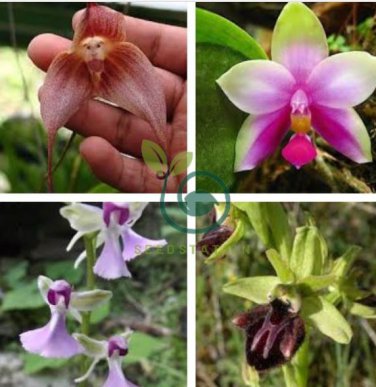 Rare Wild Orchids Dark Red Colors Perennial Flowers 200 Seeds