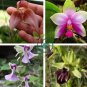 Rare Wild Orchids Dark Red Colors Perennial Flowers 200 Seeds