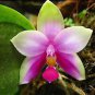 Rare Wild Orchids Dark Red Colors Perennial Flowers 200 Seeds