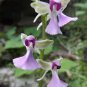 Rare Wild Orchids Dark Red Colors Perennial Flowers 200 Seeds