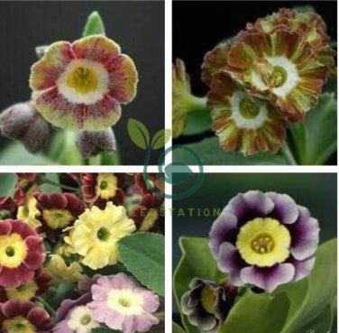 Primula Auricula Miss Teak Flower 30 Seeds