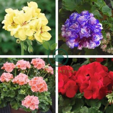 Geranium Mixed 9 Types of Bonsai 20 Seeds