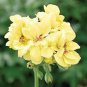Geranium Mixed 9 Types of Bonsai 20 Seeds