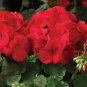 Geranium Mixed 9 Types of Bonsai 20 Seeds