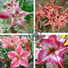 'Chounv Wudi' Adenium Desert Rose 4 seeds