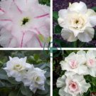 'Bai Nangzi' White Wrinkled Adenium Desert Rose 4 Seeds