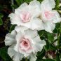 'Bai Nangzi' White Wrinkled Adenium Desert Rose 4 Seeds