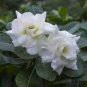 'Bai Nangzi' White Wrinkled Adenium Desert Rose 4 Seeds