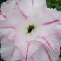 'Bai Nangzi' White Wrinkled Adenium Desert Rose 4 Seeds