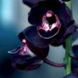 Cymbidium Floribundum Orchid 200 Seeds