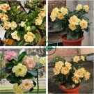 Adenium Golden Wavy Petals with Light Pink Edge Flower 4 Seeds