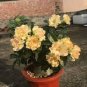 Adenium Golden Wavy Petals with Light Pink Edge Flower 4 Seeds