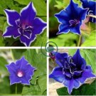 Blue Picotee Morning Glory 40 Seeds