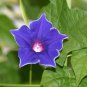 Blue Picotee Morning Glory 40 Seeds