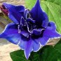 Blue Picotee Morning Glory 40 Seeds