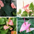 Anthurium 200 Seeds