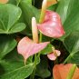 Anthurium 200 Seeds