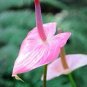 Anthurium 200 Seeds