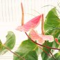 Anthurium 200 Seeds