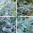 Blue Eucalyptus Mini Tree Exotic Shrub Flower Pots Planters 200 Seeds
