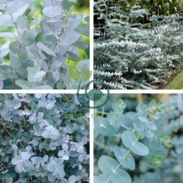 Blue Eucalyptus Mini Tree Exotic Shrub Flower Pots Planters 200 Seeds