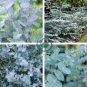 Blue Eucalyptus Mini Tree Exotic Shrub Flower Pots Planters 200 Seeds