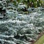 Blue Eucalyptus Mini Tree Exotic Shrub Flower Pots Planters 200 Seeds