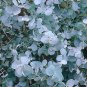 Blue Eucalyptus Mini Tree Exotic Shrub Flower Pots Planters 200 Seeds