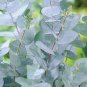 Blue Eucalyptus Mini Tree Exotic Shrub Flower Pots Planters 200 Seeds