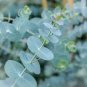 Blue Eucalyptus Mini Tree Exotic Shrub Flower Pots Planters 200 Seeds