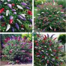 BUTTERFLY BUSH BUDDLEIA DAVIDII 100 Seeds
