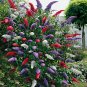BUTTERFLY BUSH BUDDLEIA DAVIDII 100 Seeds