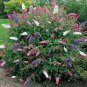 BUTTERFLY BUSH BUDDLEIA DAVIDII 100 Seeds