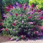 BUTTERFLY BUSH BUDDLEIA DAVIDII 100 Seeds