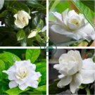 Rare Gardenia Bonsai(Cape Jasmine) Amazing Smell 10 Seeds