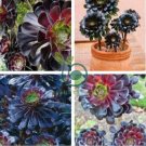 Aeonium arboreum 'Zwartkop' Bonsai Succulents Plants Black mage Flower 200 Seeds