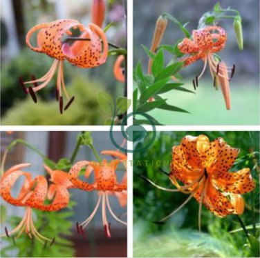 Tiger Skins Lilium Brownii Flower 100 Seeds