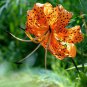 Tiger Skins Lilium Brownii Flower 100 Seeds